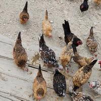 Galline Nane