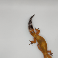 Geco leopardino