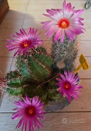 Thelocactus bicolor, stupendo .Pianta grassa