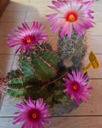 Thelocactus bicolor, stupendo .Pianta grassa