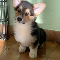 Cucciola Welsh Corgi pembroke