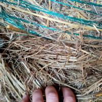 fieno per pacciamatura 