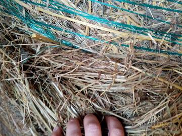 fieno per pacciamatura 