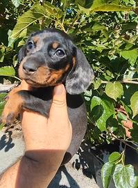Bassotto Tedesco Cucciolo Arlecchino Silver