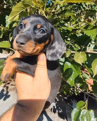 Bassotto Tedesco Cucciolo Arlecchino Silver