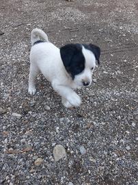Cagnolini di piccola taglia