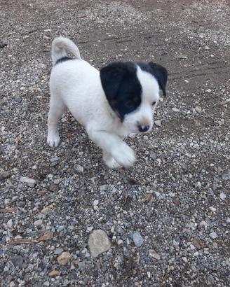 Cagnolini di piccola taglia