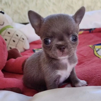 Cuccioli di chihuahua ipertipici