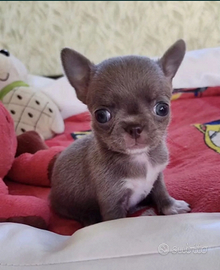 Cuccioli di chihuahua ipertipici