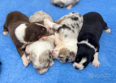 Cuccioli Australian shepherd