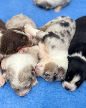 Cuccioli Australian shepherd