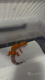 Geco leopardino