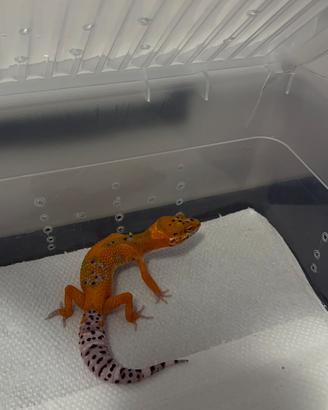 Geco leopardino