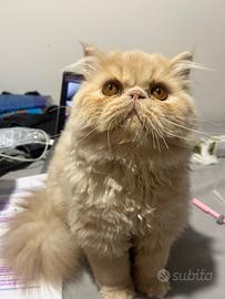 Gatto PERSIANO maschio x monta