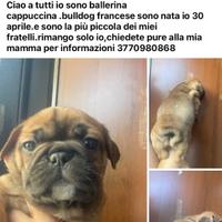 Ciao io sono ballerina cappuccina bulldog francese