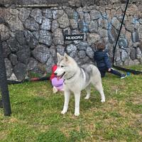 Siberian Husky di 6 mesi con Pedigree