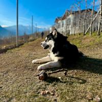 Alaskan Malamute da monta