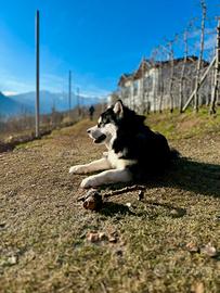 Alaskan Malamute da monta