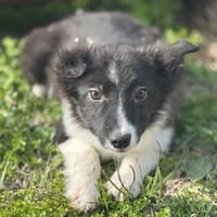 Border collie
