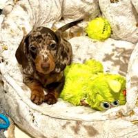 Cuccioli di bassotti merle maschi femmine