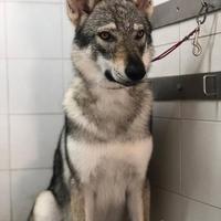 Cane Lupo Cecoslovacco LEGGERE DESCRIZIONE