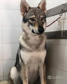 Cane Lupo Cecoslovacco LEGGERE DESCRIZIONE