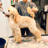 Barbone Grande mole fulvo pedigree ENCI