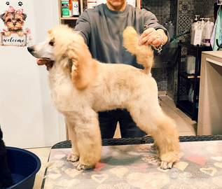 Barbone Grande mole fulvo pedigree ENCI