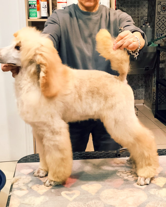 Barbone Grande mole fulvo pedigree ENCI