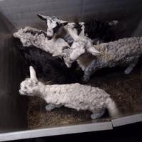 Caprette nate a gennaio 2026