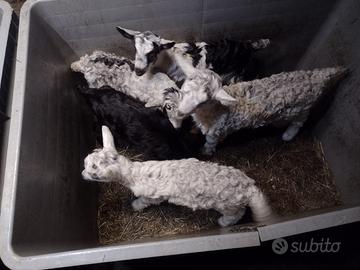 Caprette nate a gennaio 2026