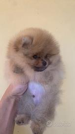 Volpino di Pomerania / Spitz tedesco nano