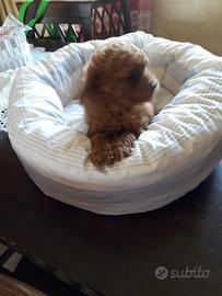 Barboncini TOY miniature Red