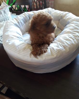 Barboncini TOY miniature Red