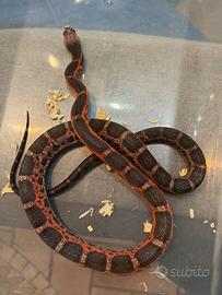 Obsoleta Texas scaleless maschio serpente grano