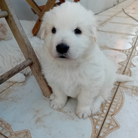 Cuccioli di pastore maremmano abruzzese con genito