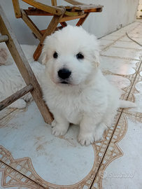 Cuccioli di pastore maremmano abruzzese con genito