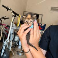 Cuccioli di gatto