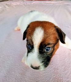 Jack Russell ruvido 