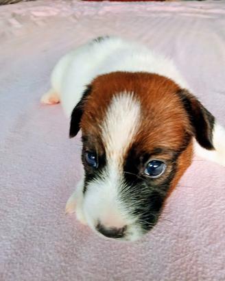 Jack Russell ruvido 