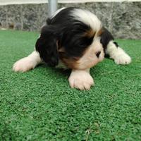 Cuccioli Cavalier King