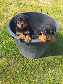 Rottweiler