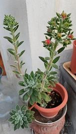 Piante di echeveria setosa