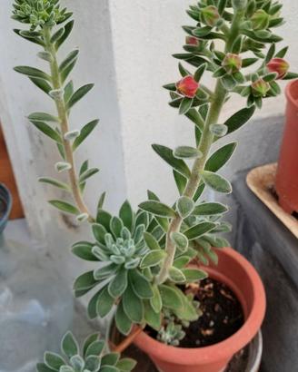 Piante di echeveria setosa