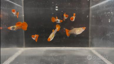 Guppy show