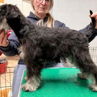 Cucciolo schnauzer nano nero argento