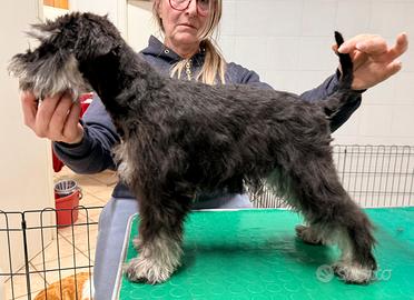 Cucciolo schnauzer nano nero argento
