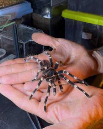 Tarantola Acanthoscurria geniculata