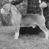 Beagle in adozione gratuita