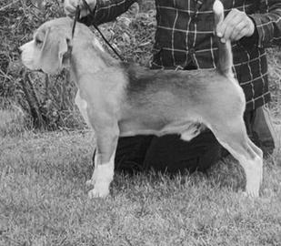 Beagle in adozione gratuita